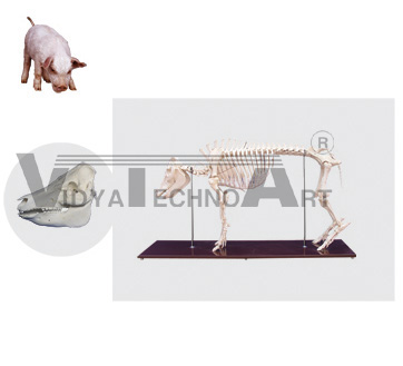 The model of pig skeleton(skull)